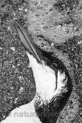 BB_20160104_0123-2 / Uria aalge / Lomvi