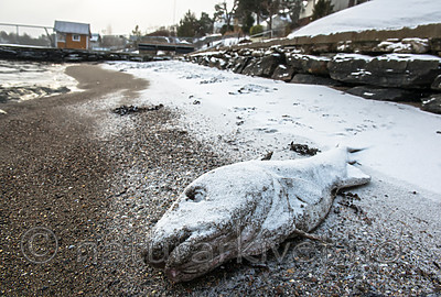 BB_20160213_0065 / Gadus morhua / Torsk