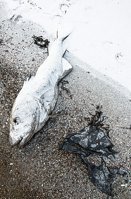 BB_20160213_0089 / Gadus morhua / Torsk