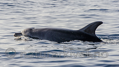 BB_20160224_0069 / Tursiops truncatus / Tumler