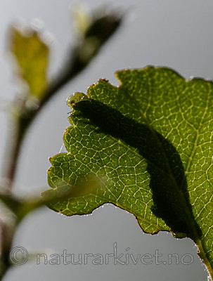 BB_20160304_0014 / Betula pubescens / Bjørk <br /> Betula pubescens tortuosa / Fjellbjørk <br /> Epirrita autumnata / Fjellbjørkemåler