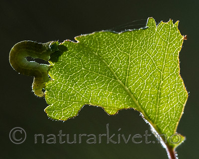 BB_20160304_0048 / Betula pubescens / Bjørk <br /> Betula pubescens tortuosa / Fjellbjørk <br /> Epirrita autumnata / Fjellbjørkemåler