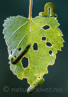 BB_20160304_0312 / Betula pubescens / Bjørk <br /> Betula pubescens tortuosa / Fjellbjørk <br /> Epirrita autumnata / Fjellbjørkemåler