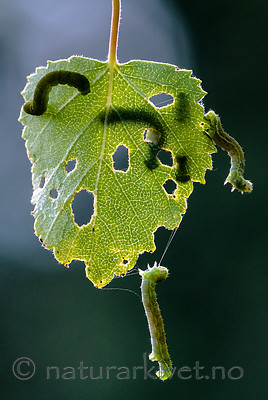 BB_20160304_0441 / Betula pubescens / Bjørk <br /> Betula pubescens tortuosa / Fjellbjørk <br /> Epirrita autumnata / Fjellbjørkemåler