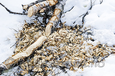 BB_20160326_0013 / Betula pubescens / Bjørk <br /> Castor fiber / Bever