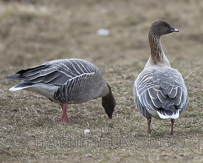 BB_20160402_0106 / Anser brachyrhynchus / Kortnebbgås