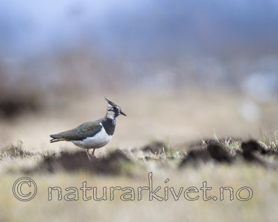 BB_20160402_0984 / Vanellus vanellus / Vipe