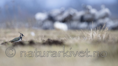 BB_20160402_1080 / Vanellus vanellus / Vipe