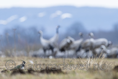 BB_20160402_1103 / Grus grus / Trane <br /> Vanellus vanellus / Vipe