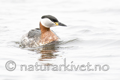 BB_20160402_1333 / Podiceps grisegena / Gråstrupedykker
