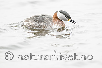 BB_20160402_1502 / Podiceps grisegena / Gråstrupedykker