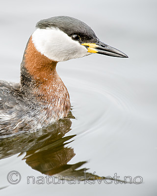 BB_20160402_1521 / Podiceps grisegena / Gråstrupedykker