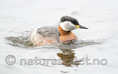 BB_20160402_1536 / Podiceps grisegena / Gråstrupedykker
