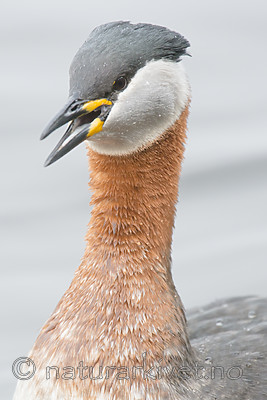 BB_20160402_1549 / Podiceps grisegena / Gråstrupedykker
