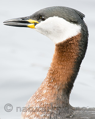 BB_20160402_1552 / Podiceps grisegena / Gråstrupedykker