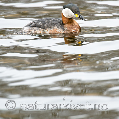 BB_20160402_1555 / Podiceps grisegena / Gråstrupedykker