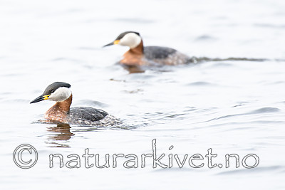BB_20160402_1586 / Podiceps grisegena / Gråstrupedykker