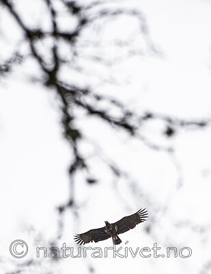 BB_20160404_0332 / Haliaeetus albicilla / Havørn