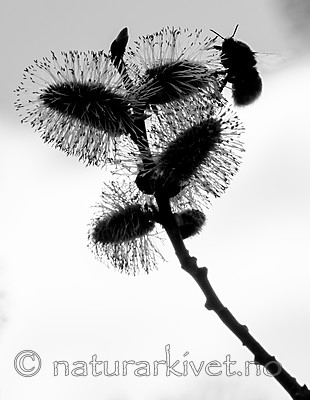 BB_20160419_0249 / Salix caprea / Selje