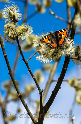 BB_20160419_0349 / Aglais urticae / Neslesommerfugl <br /> Salix caprea / Selje