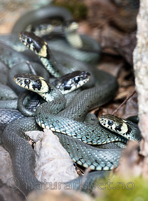BB_20160422_0208 / Natrix natrix / Buorm