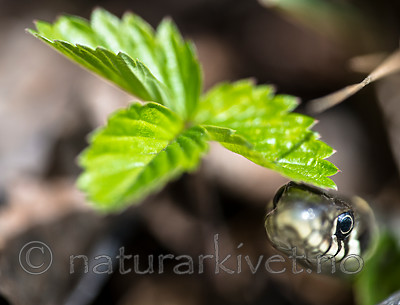 BB_20160424_0319 / Fragaria vesca / Markjordbær <br /> Natrix natrix / Buorm