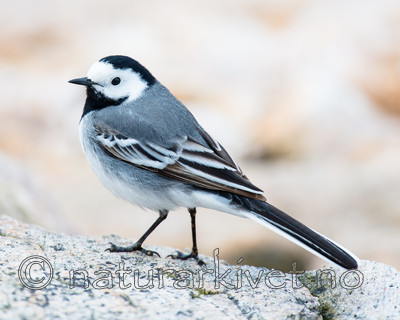 BB_20160501_0067 / Motacilla alba / Linerle