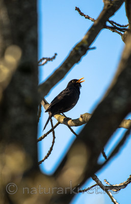 BB_20160504_0032 / Turdus merula / Svarttrost