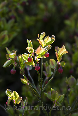 BB_20160505_0146 / Vaccinium myrtillus / Blåbær