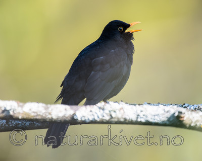 BB_20160508_0123 / Turdus merula / Svarttrost