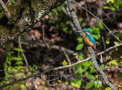 BB_20160508_0307 / Alcedo atthis / Isfugl