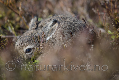 BB_20160517_0206 / Calluna vulgaris / Røsslyng <br /> Lepus timidus / Hare
