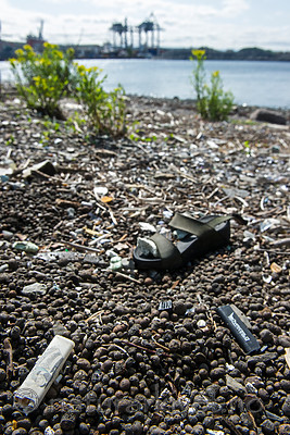 BB_20160525_0030 / Euphorbia palustris / Strandvortemelk