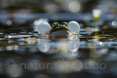 BB_20160604_0651 / Pelophylax esculentus / Hybridfrosk