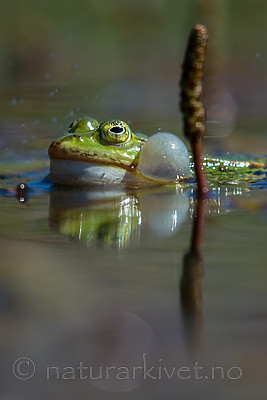 BB_20160604_0796 / Pelophylax esculentus / Hybridfrosk