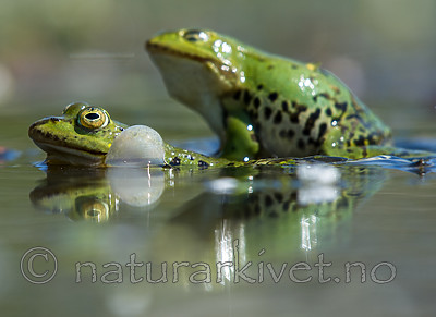BB_20160604_0911 / Pelophylax esculentus / Hybridfrosk
