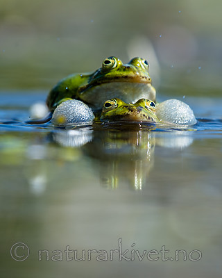 BB_20160604_0935 / Pelophylax esculentus / Hybridfrosk