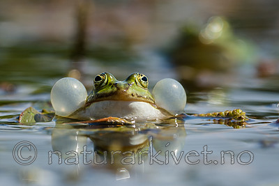 BB_20160604_1245 / Pelophylax esculentus / Hybridfrosk