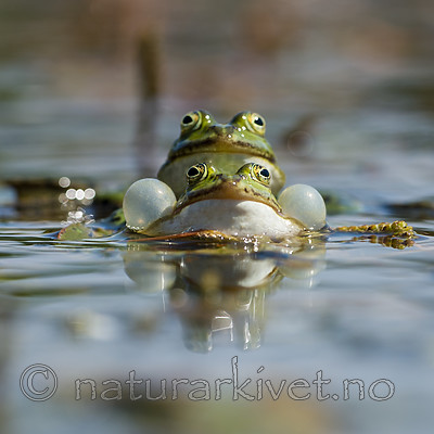 BB_20160604_1265 / Pelophylax esculentus / Hybridfrosk