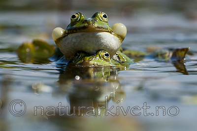 BB_20160604_1277 / Pelophylax esculentus / Hybridfrosk