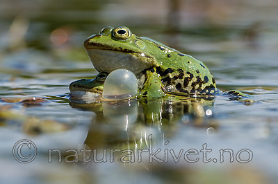 BB_20160604_1287 / Pelophylax esculentus / Hybridfrosk