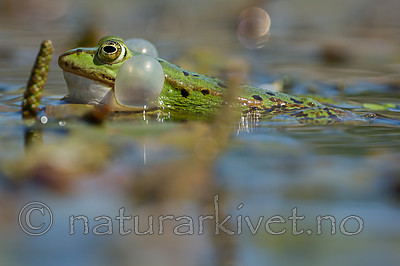 BB_20160604_1318 / Pelophylax esculentus / Hybridfrosk