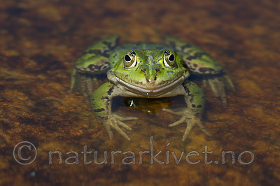 BB_20160604_1396 / Pelophylax esculentus / Hybridfrosk