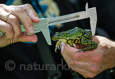 BB_20160604_1779 / Pelophylax esculentus / Hybridfrosk