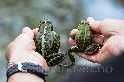 BB_20160604_1872 / Pelophylax esculentus / Hybridfrosk