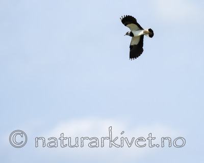 BB_20160605_0097 / Vanellus vanellus / Vipe