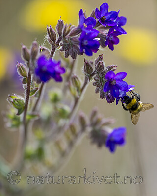 BB_20160605_0210 / Anchusa officinalis / Oksetunge