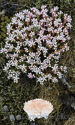 BB_20160612_0017 / Sedum anglicum / Kystbergknapp