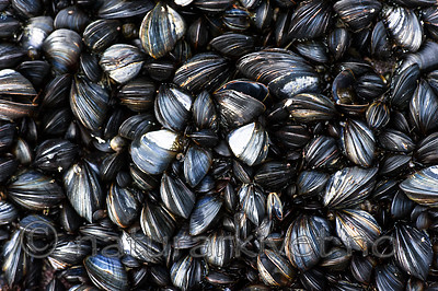 BB_20160612_0116 / Mytilus edulis / Blåskjell