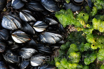 BB_20160612_0138 / Mytilus edulis / Blåskjell